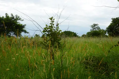 DSC_9355 (Large).JPG